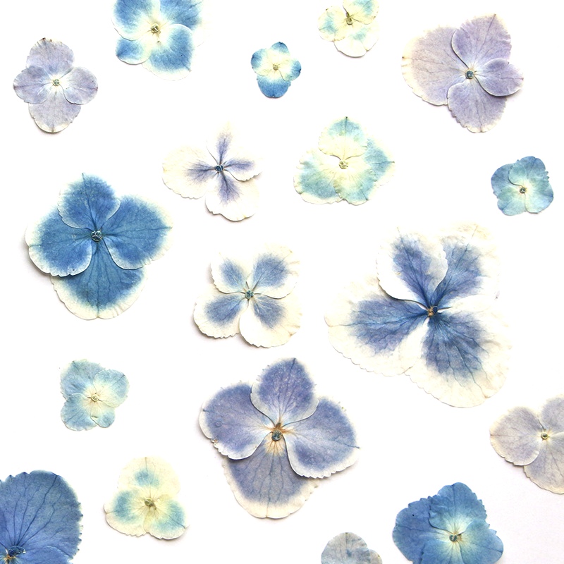 Planta de Hortênsia Azul Branc - Resin Art Bookmark avaliação e preço
